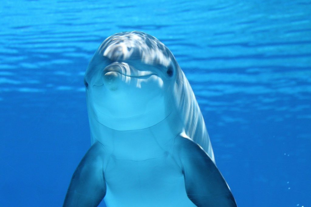 In the 1960s NASA-funded scientists tried to teach dolphins to speak ...