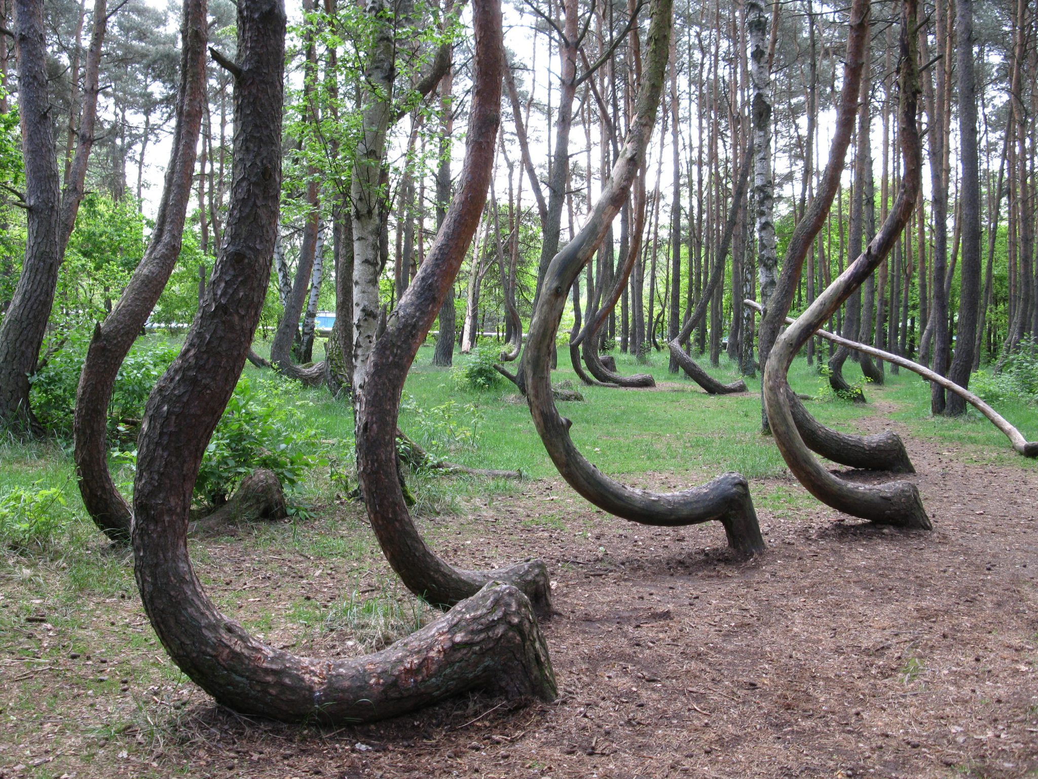 In the Crooked Forest all the trees grow sideways - Tim's Fun Facts