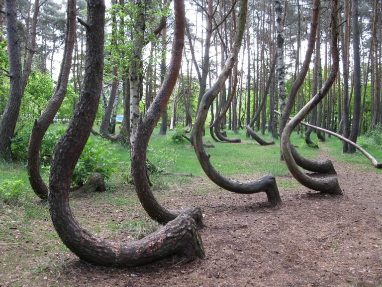 In the Crooked Forest all the trees grow sideways - Tim's Fun Facts