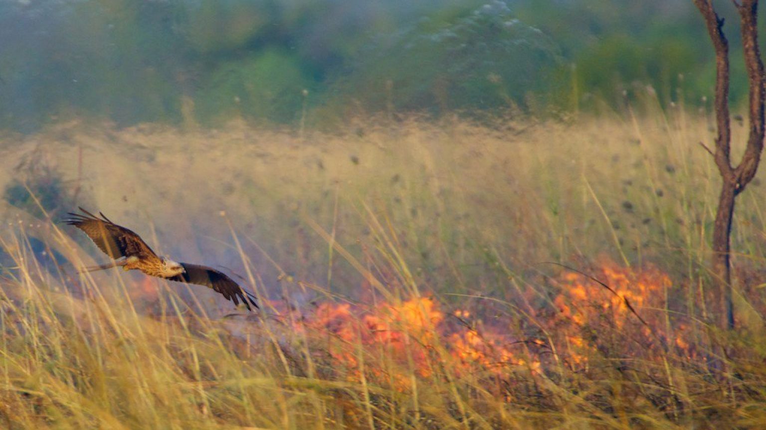 Australian wildfires could have been spread by birds of prey Tim's