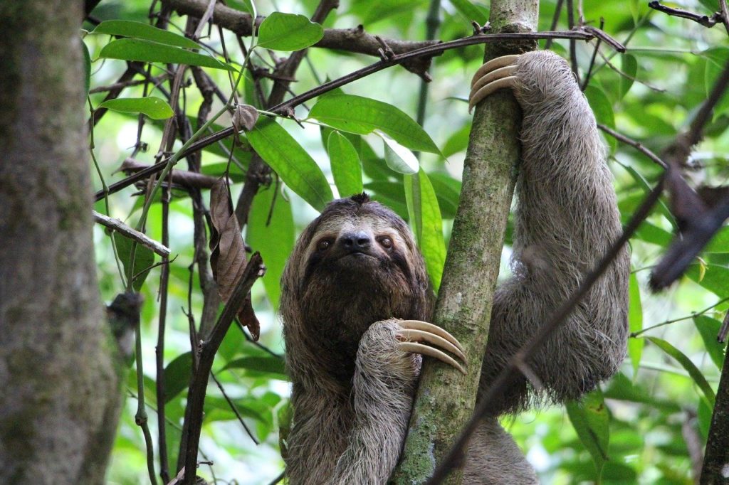 Sloths can hold their breath for 40 minutes - Tim's Fun Facts